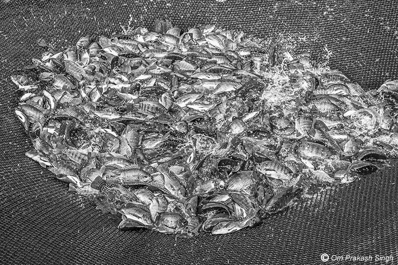 Monosex Tilapia crop, at an age of six months in the cage fish unit in mining pit at Nandna village, Dumka district, Jharkhand